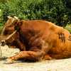jinju-bulllring-bull-rests-before-match