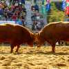 jinju-bulllring-bulls-stand-off