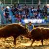 jinju-bulllring-cowd-and-bulls