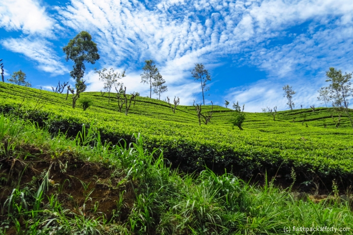 blue-sky-and-tea-kandy-ella-train