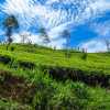 blue-sky-and-tea-kandy-ella-train