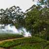 misty-morning-kandy-ella-train