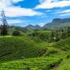 tea-plantations-kandy-ella-train