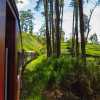train-corner-through-forest-kandy-ella-train