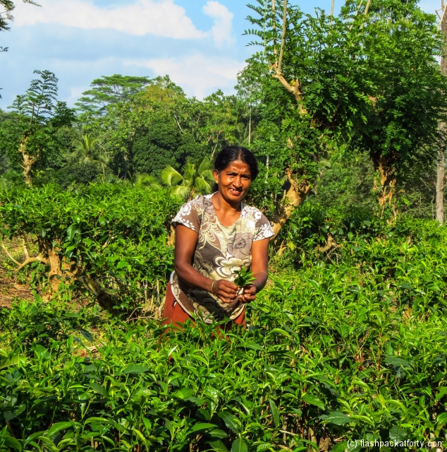 tea-picker-kandy