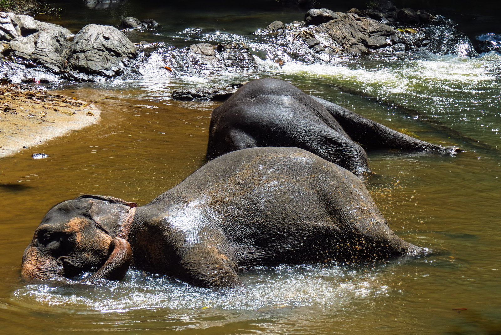 elephant-bathing-kandy