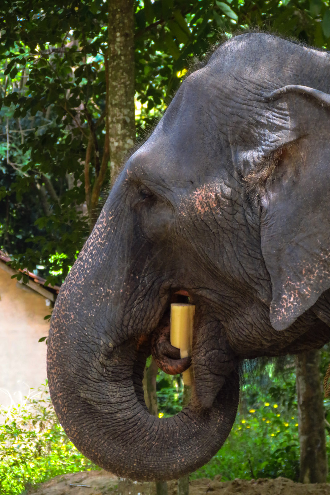 elephant-eating-sugar-cane-kandy