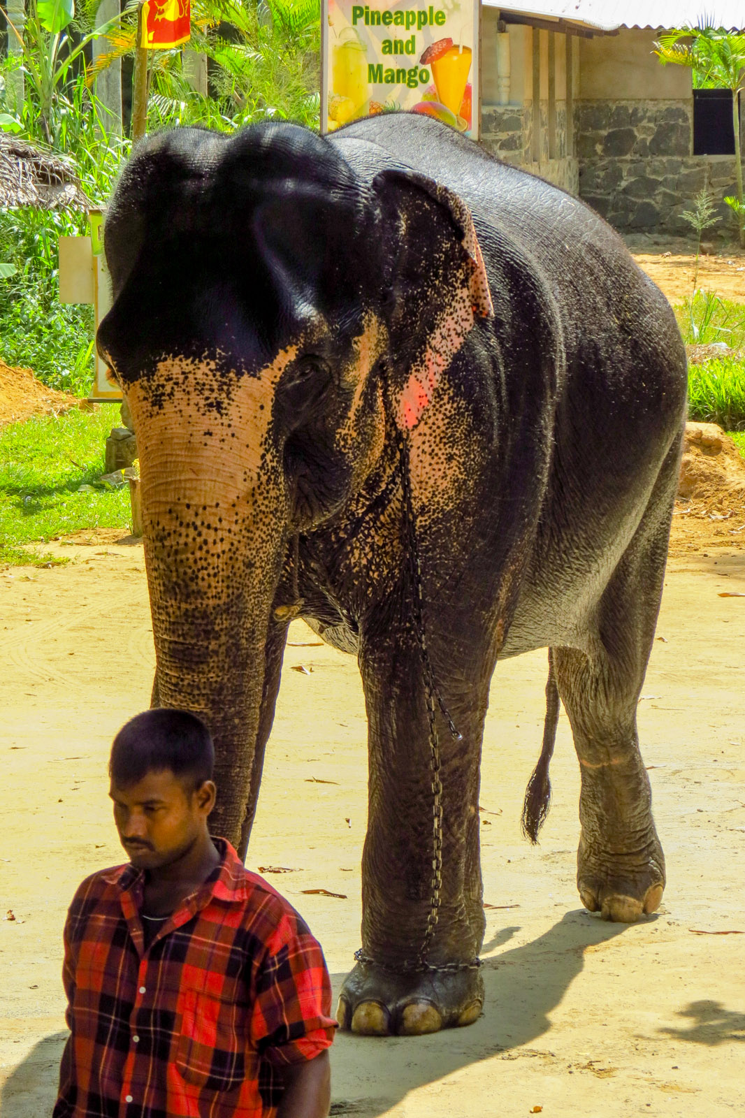 mahout-and-elephant-kandy