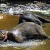 elephant-bathing-kandy