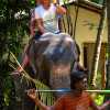 elephant-riding-kandy