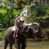 elephant-shower-kandy