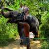 elephant-trunk-kandy-rides