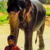 mahout-and-elephant-kandy