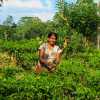 tea-picker-kandy