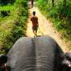 view-from-elephant-and-mahout-kandy