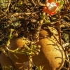 cannonball-fruit-and-flower-kandy