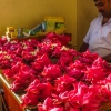 lotus-flower-sales-kandy