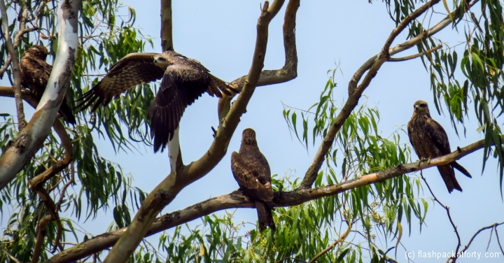 birds-of-prey-in-tree-kerala-kannur