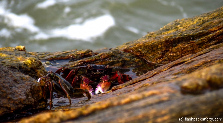 rock-crabs-ezhara-beach-kannur