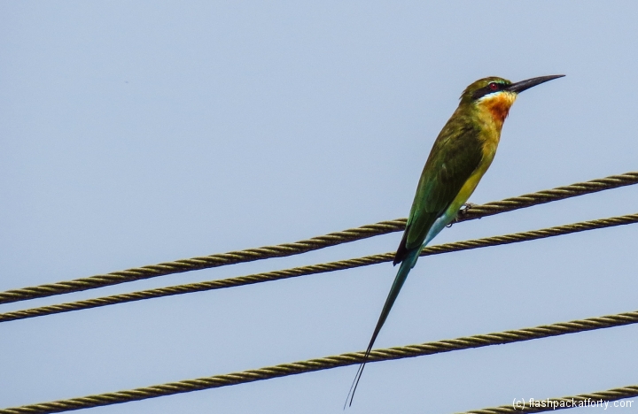 woodpecker-kerala
