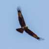 bird-of-prey-in-flight-kannur-kerala