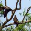 birds-of-prey-in-tree-kerala-kannur