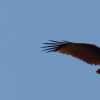 eagle-panorama-flight-india