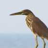 kannur-beach-bird-beady-eye