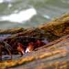 rock-crabs-ezhara-beach-kannur