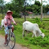 cow-and-cyclist-kep