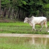 cow-farmer-kep