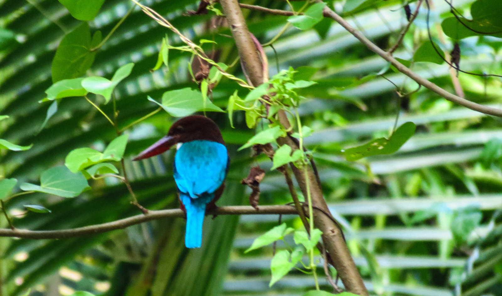 blurry-kingfisher-kerala