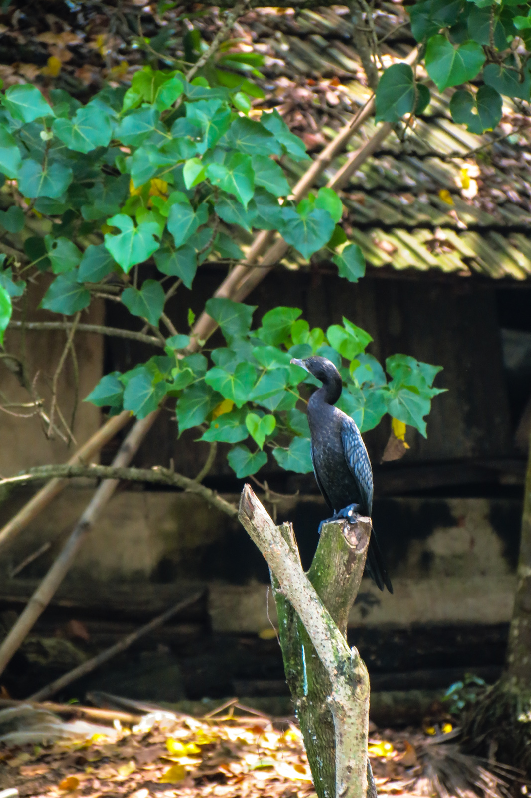 cormorant-kerala-backwaters