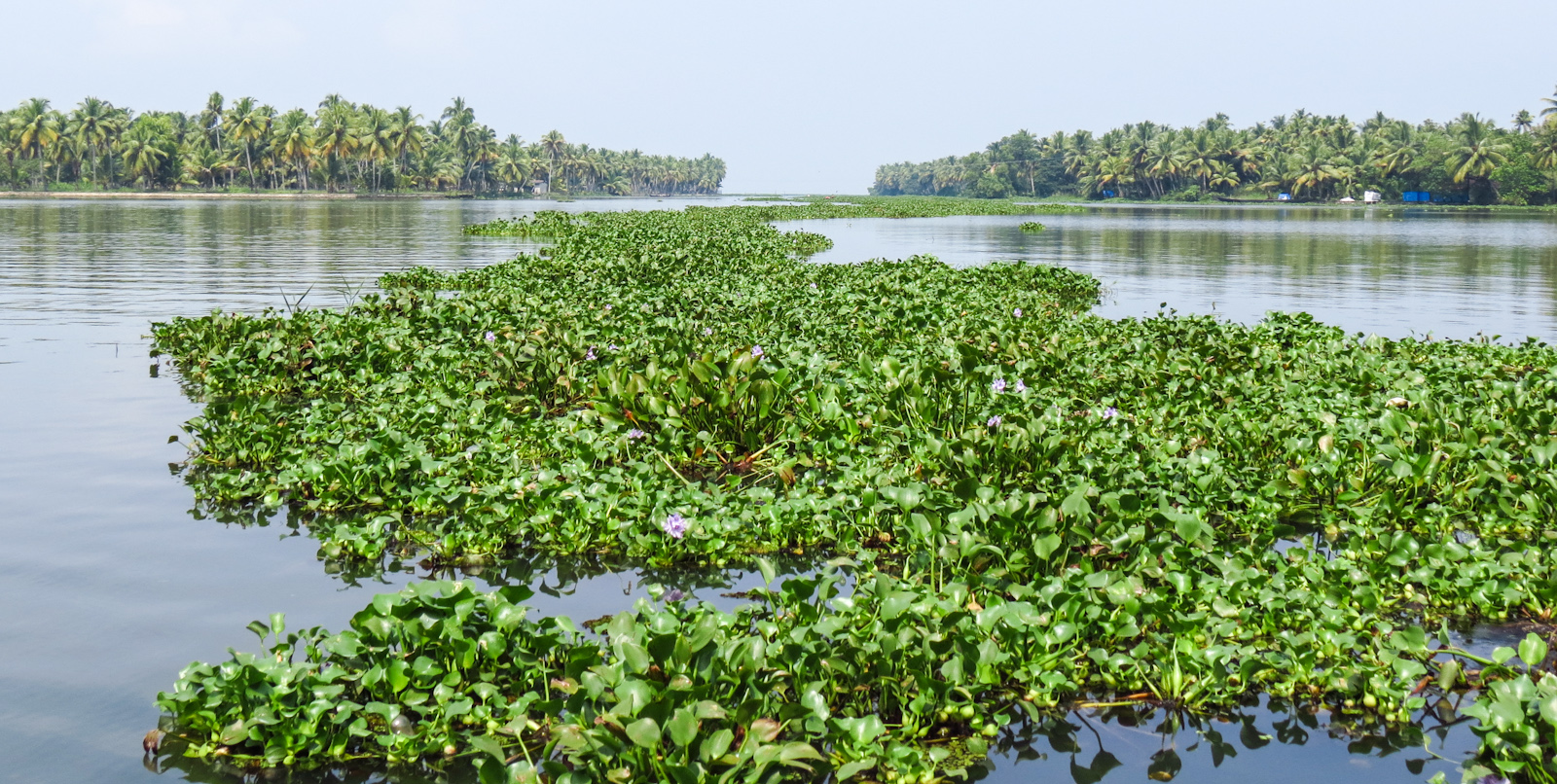 kerala-backwaters-water-plants