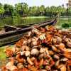 coconut-husk-pile-kerala-backwaters