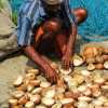 coconut-oil-production-kerala
