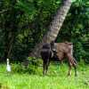cow-and-two-birds-kerala-backwaters