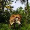 kerala-backwaters-cow