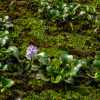 kerala-backwaters-hyacinth