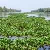 kerala-backwaters-water-plants