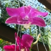 Orchid  Lanta Residence and Spa