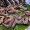 fresh tiger prawns ko lipe.JPG