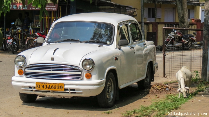 ambassador-car-and-goat-fort-kochi-india