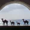 camels-in-window-kojak-pub-rhodes