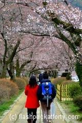 Philosophers path Blossom couple