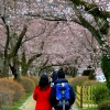 Philosophers path Blossom couple