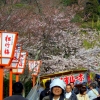 Blossom Kyoto 2012