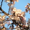 Blossom kyoto