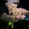 John Kyoto blossom