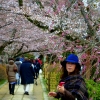 Blossom hat kyoto